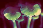 ‘Magic Mushrooms’ Can Improve Psychological Health Long Term